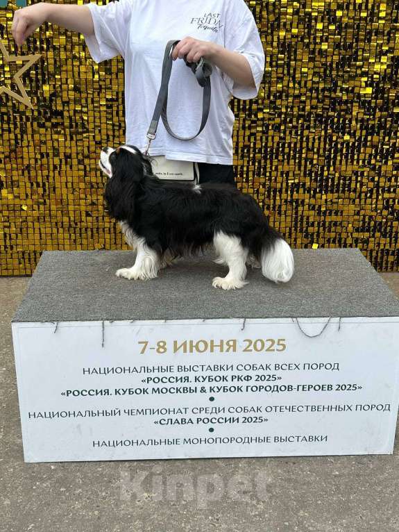 Собаки в Москве: Вязка кавалер кинг чарльз спаниеля Мальчик, Бесплатно - фото 1