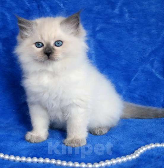 Кошки в Москве: Очаровательный, ласковый котик Джейс Мальчик, 60 000 руб. - фото 3