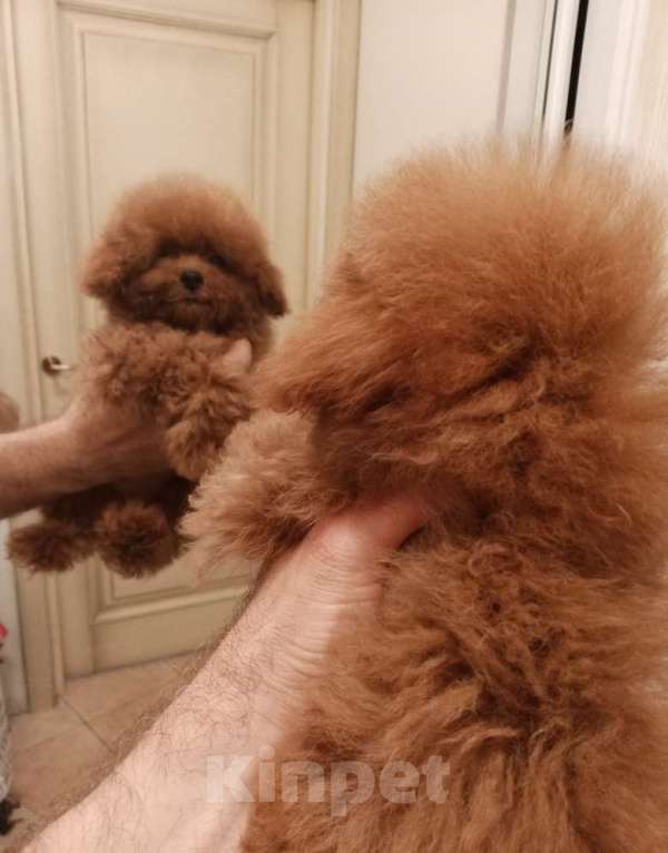 Собаки в Москве: Той-пудель, Китай  Девочка, 135 000 руб. - фото 5