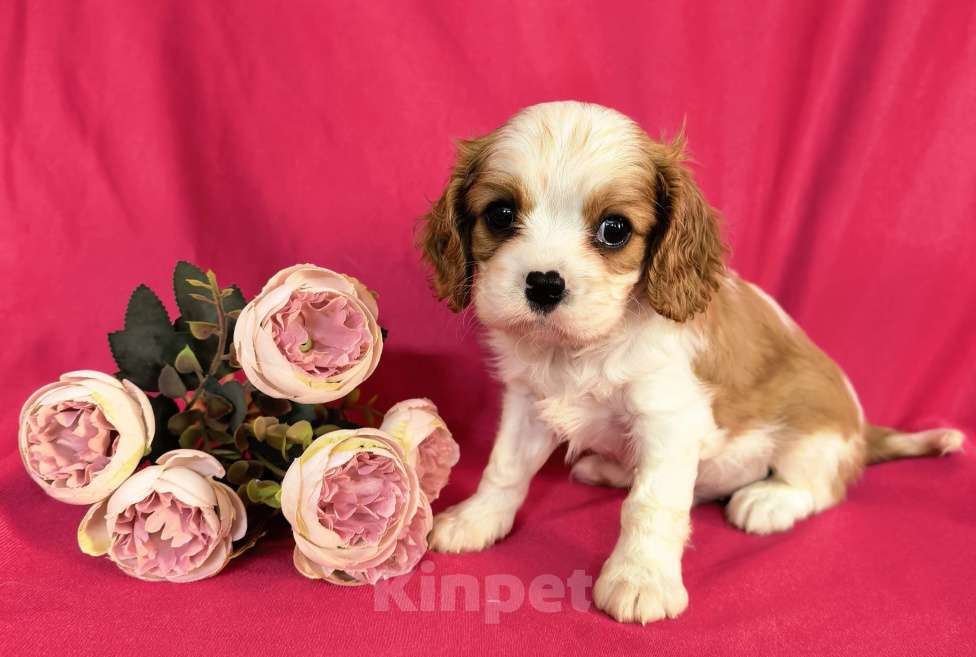 Собаки в Москве: Мальчик Кавалер Кинг Чарльз Спаниель Мальчик, 90 000 руб. - фото 10