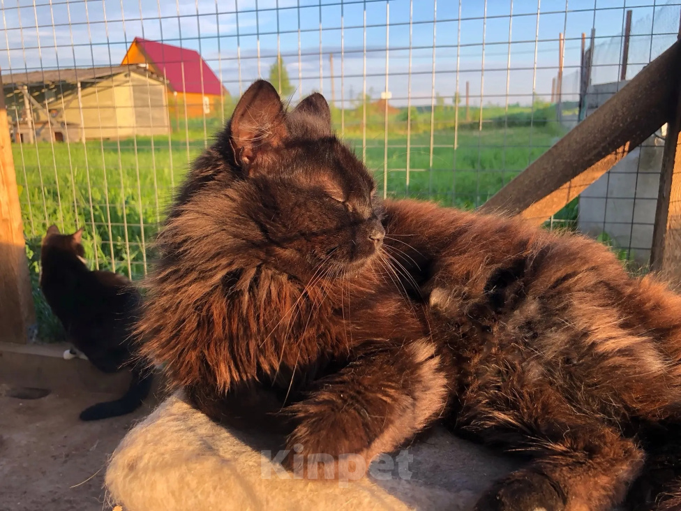 Кошки в Дмитрове: Молодой котик Черныш. Мальчик, Бесплатно - фото 9