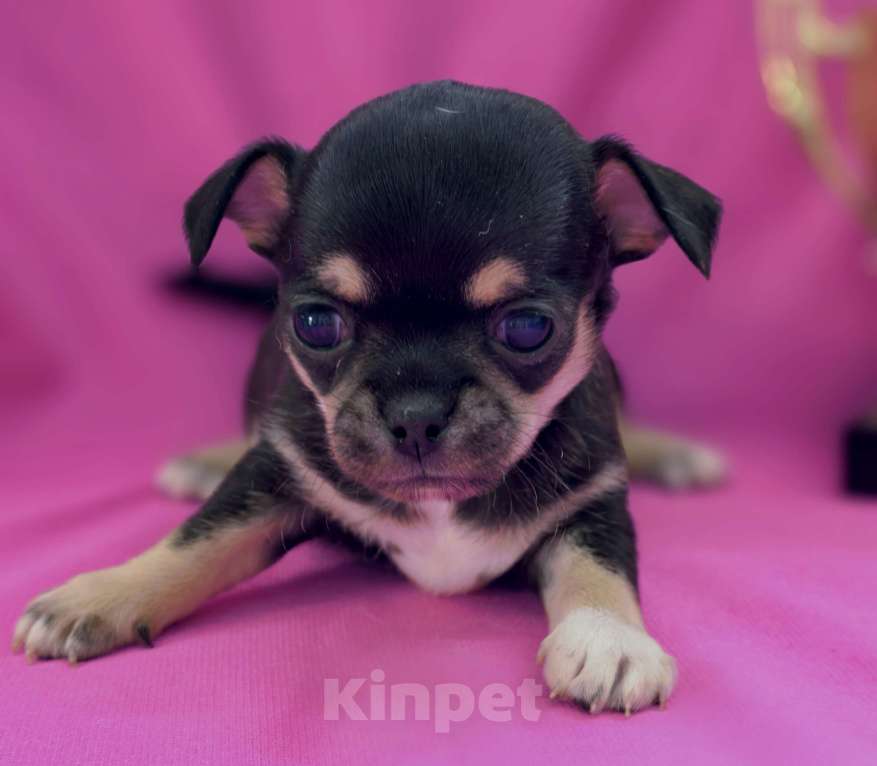 Собаки в Москве: Мальчик чихуахуа Мальчик, 35 000 руб. - фото 6