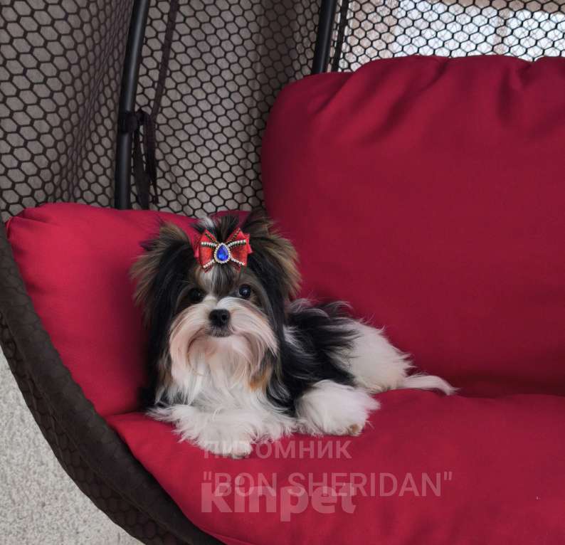 Собаки в Пушкино: Мини мальчик  Мальчик, 70 000 руб. - фото 2