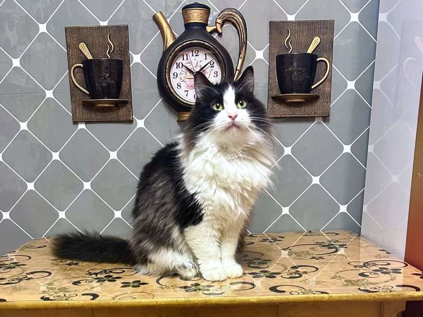 Кошки в Москве: Нежный пушистый красавец Рычардо Мальчик, Бесплатно - фото 1