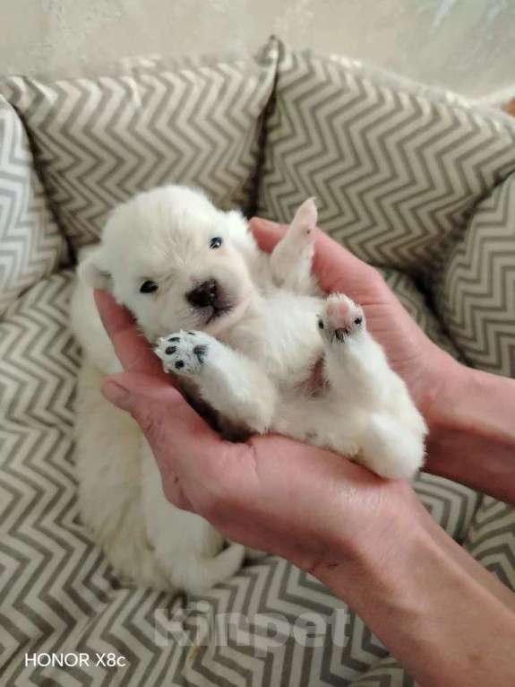 Собаки в Новосибирске: Сладкие мишки Девочка, 30 000 руб. - фото 2