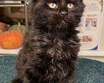 Кошки в Петергофе: Котенок Мейн Кун черный солид Мальчик, 30 000 руб. - фото 5