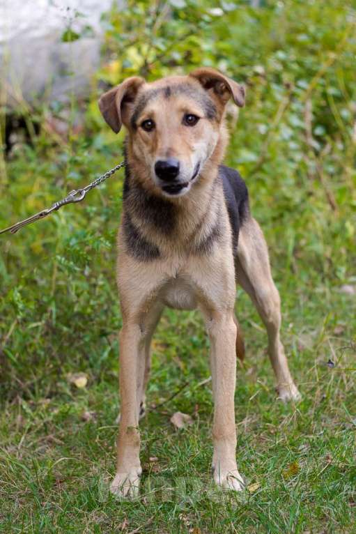 Собаки в Москве: Джой Мальчик, Бесплатно - фото 3