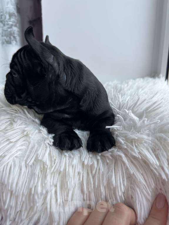 Собаки в других городах Омской области: Французский бульдог, щенки  Мальчик, 55 000 руб. - фото 2