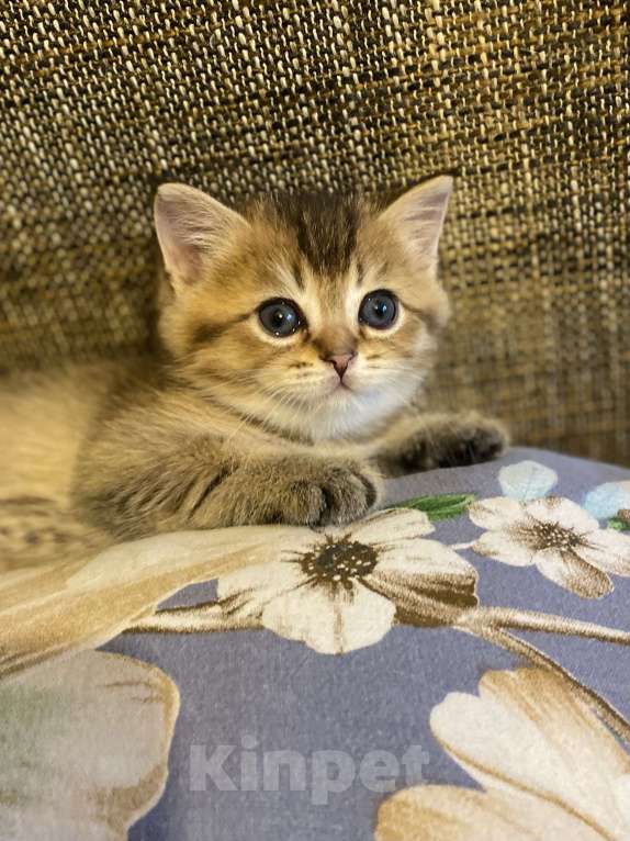 Кошки в Москве: Два брата Мальчик, 30 000 руб. - фото 5