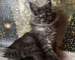Кошки в Санкт-Петербурге: Кошечка мейн кун чёрная дымная Девочка, 35 000 руб. - фото 5