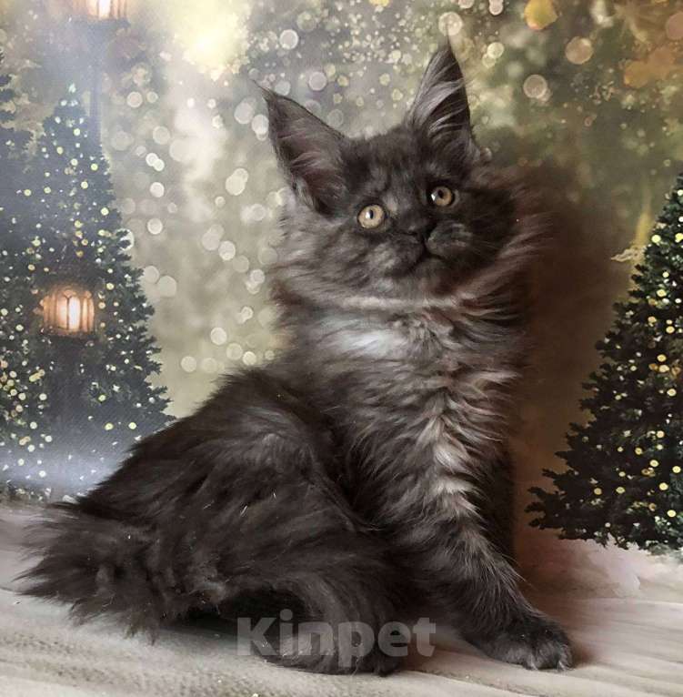 Кошки в Санкт-Петербурге: Кошечка мейн кун чёрная дымная Девочка, 35 000 руб. - фото 5