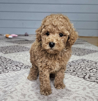 Щенки той и миниатюрного пуделя  ркф