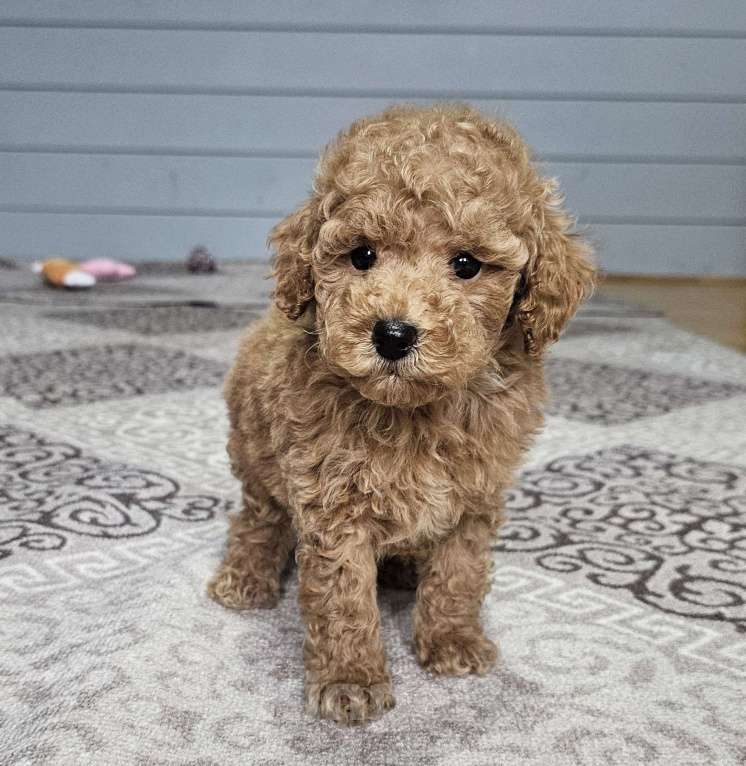 Собаки в Москве: Щенки той и миниатюрного пуделя  ркф Мальчик, 50 000 руб. - фото 1