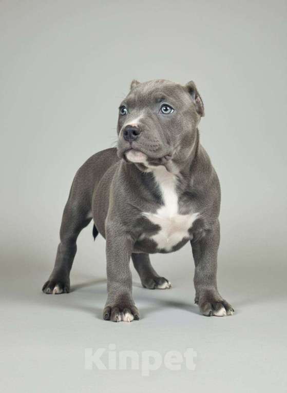 Собаки в других городах Московской области: Американчкий булли Мальчик, 150 000 руб. - фото 2