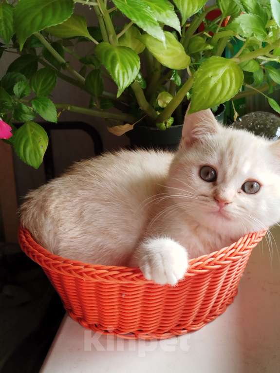 Кошки в Москве: Британский котенок мальчик Мальчик, 10 000 руб. - фото 2