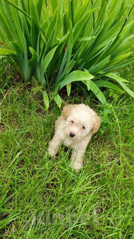 Собаки в Москве: Щенок мальтипу ф1  Мальчик, 99 999 руб. - фото 3