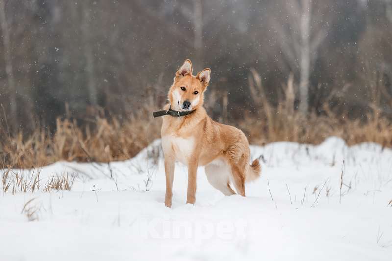 Собаки в Москве: Рыжая красавица собачка Белла в добрые руки Девочка, 1 руб. - фото 6