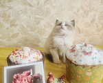 Кошки в Москве: Рэгдолл котик Мальчик, 95 000 руб. - фото 1