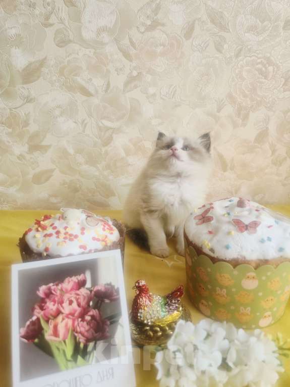 Кошки в Москве: Рэгдолл котик Мальчик, 95 000 руб. - фото 1