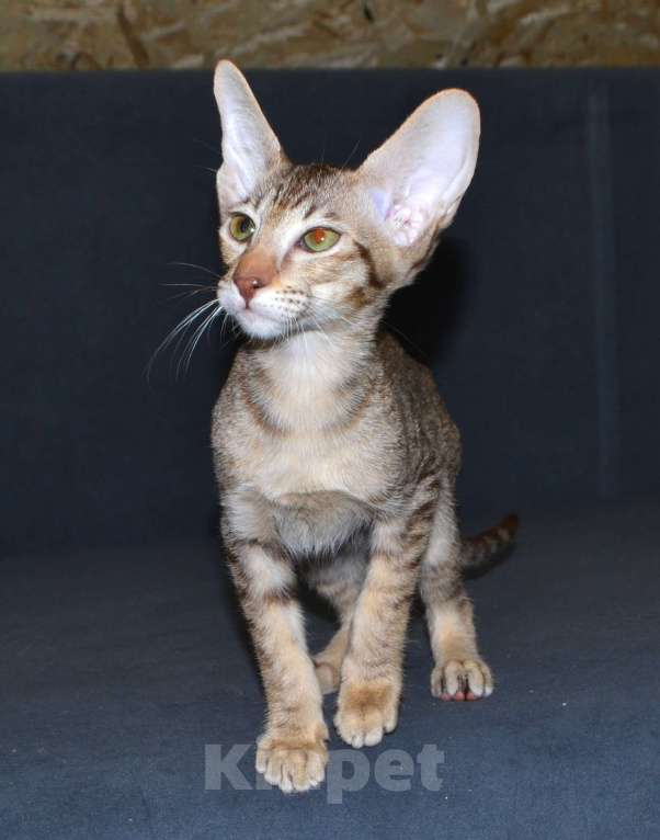 Кошки в Глазове: Хонда Девочка, 30 000 руб. - фото 6