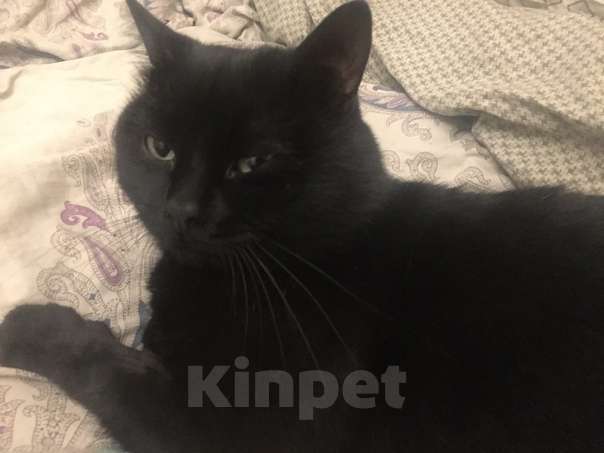 Кошки в Казани: ПОМОГИТЕ! ПРОПАЛ КОТ! Мальчик, 1 000 руб. - фото 2