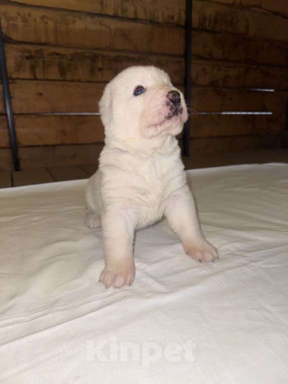 Собаки в Красноярске: Щенок среднеазиатской овчарки (алабай)  Мальчик, 50 000 руб. - фото 1