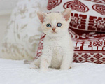Кошки в Владивостоке: Британский котенок лиловый биколор Мальчик, 30 000 руб. - фото 5