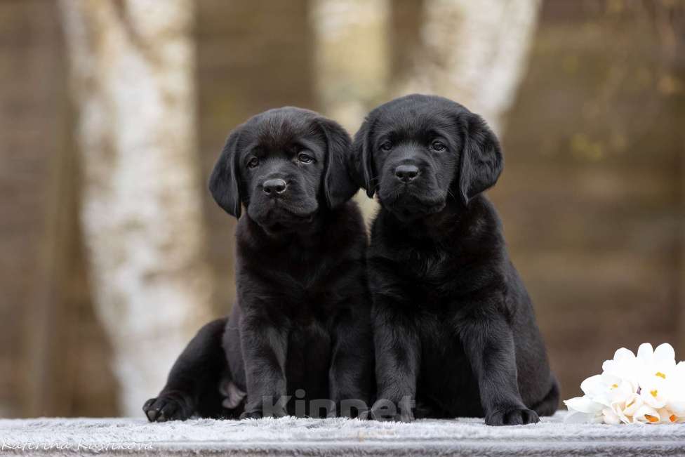 Собаки в Москве: Щенки лабрадора Девочка, 80 000 руб. - фото 3