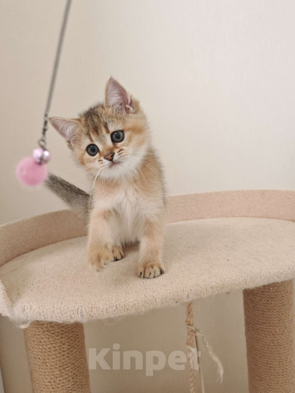 Кошки в Самаре: Британский котенок Мальчик, 40 000 руб. - фото 3