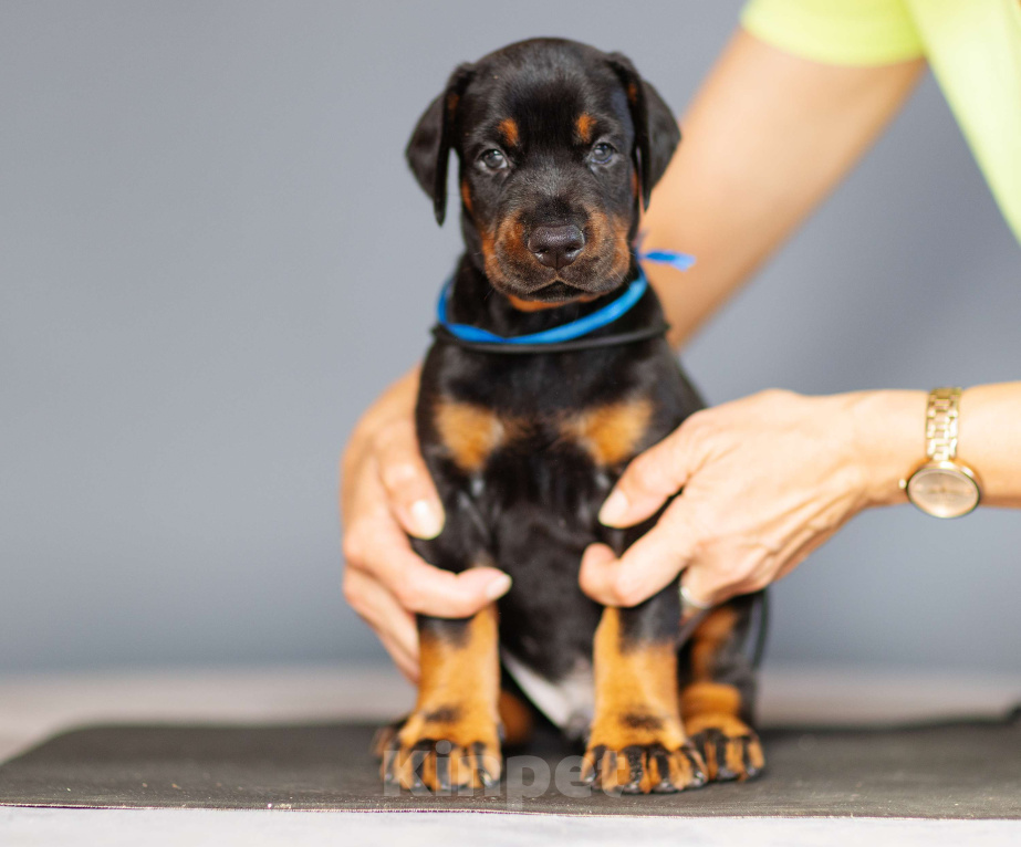 Собаки в Москве: Щенки добермана Мальчик, 110 000 руб. - фото 9