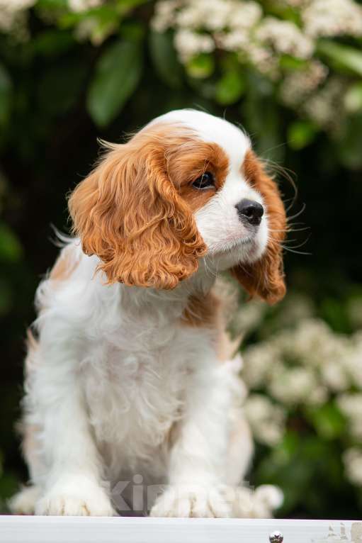 Собаки в других городах Краснодарского края: Кавалер  Мальчик, 100 000 руб. - фото 3