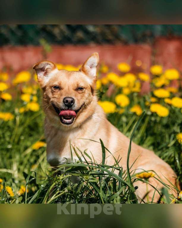 Собаки в Москве: Маленькая собака для квартиры в добрые руки Девочка, Бесплатно - фото 3