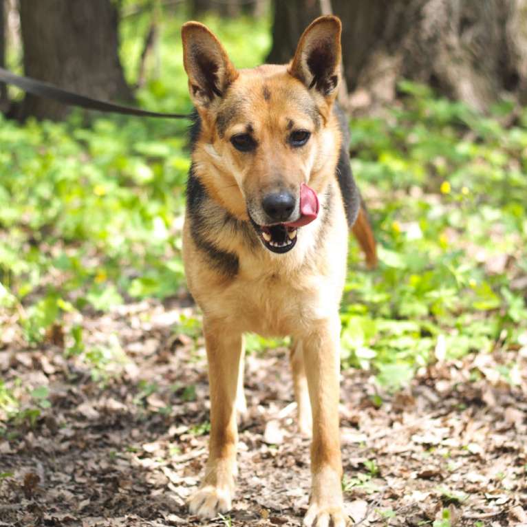 Собаки в Москве: Венеция Девочка, Бесплатно - фото 4