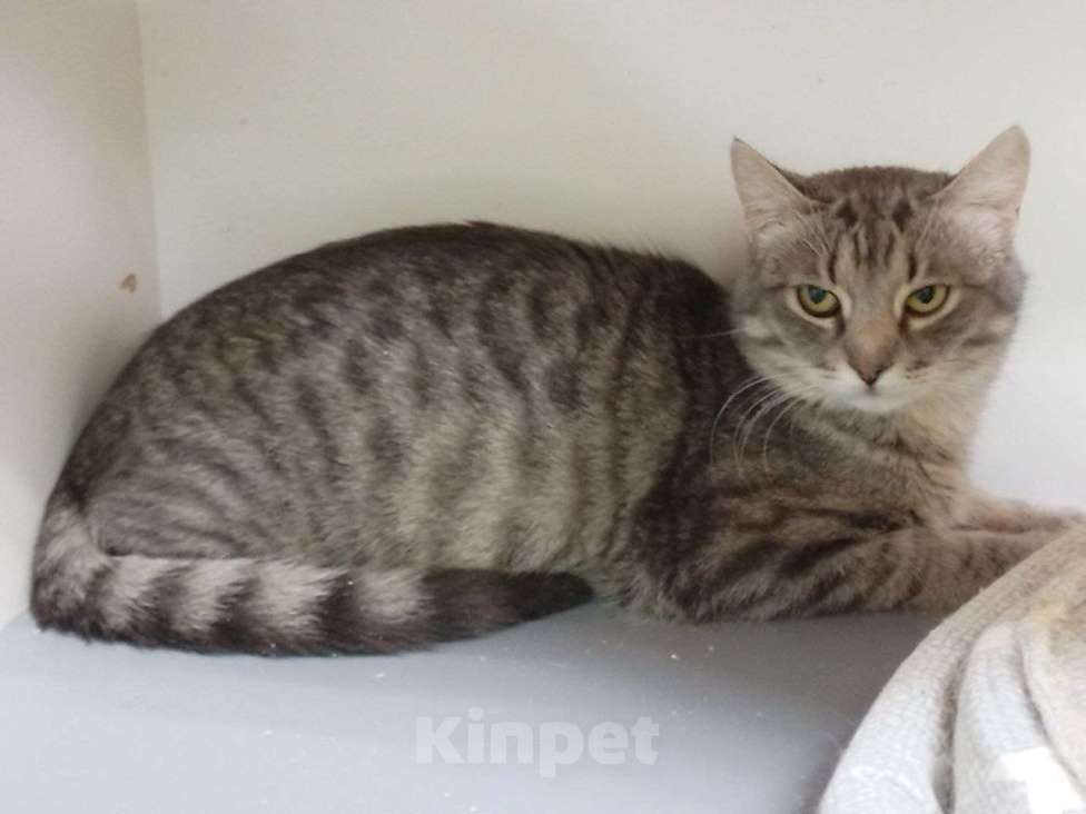 Кошки в Москве: Котенок Тиша ищет дом Мальчик, Бесплатно - фото 4