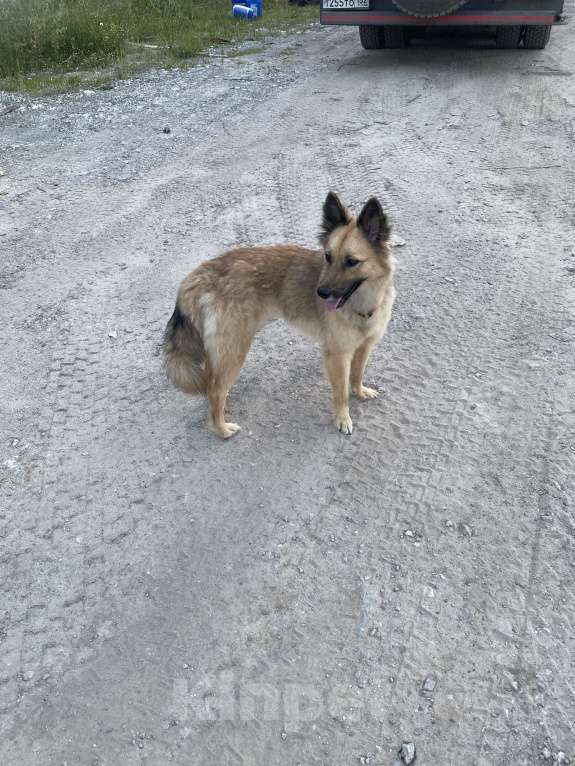 Собаки в Нижнем Новгороде: Отдам в добрые руки Девочка, Бесплатно - фото 3