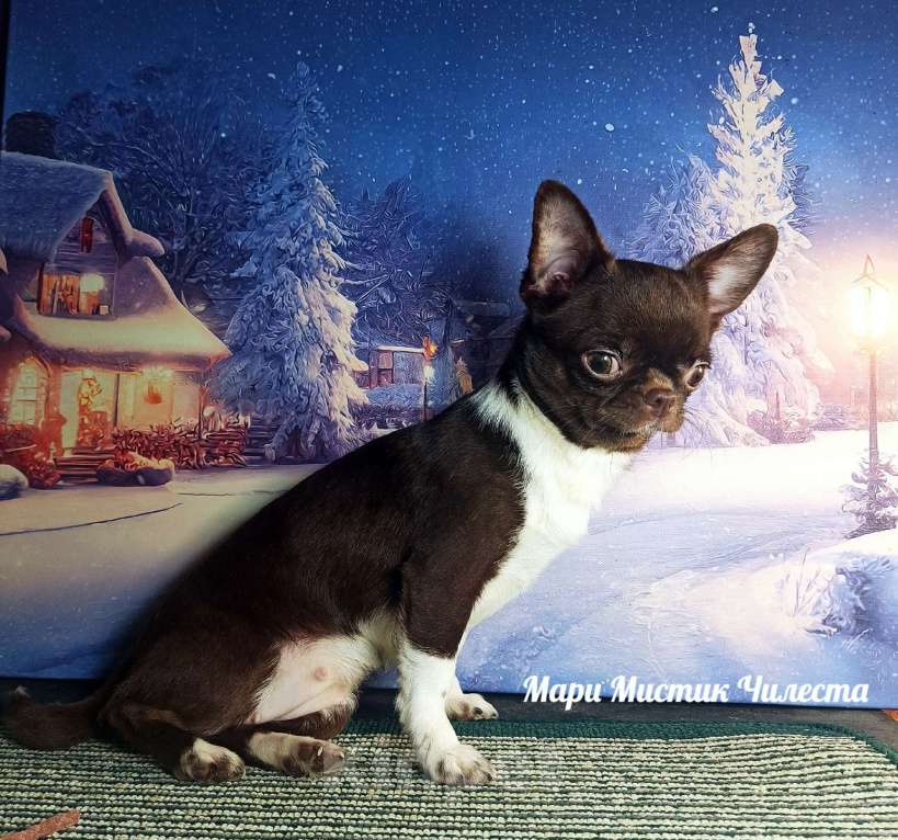 Собаки в Санкт-Петербурге: Вес, размер гарантирован Чилеста чихуахуа Девочка, 100 000 руб. - фото 7