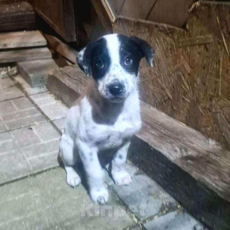 Собаки в Москве: Щенок в добрый руки Мальчик, Бесплатно - фото 5