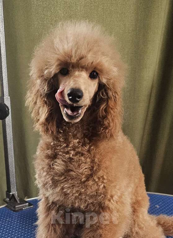 Собаки в Москве: Миниатюрный пудель девочка,  ркф Девочка, 120 000 руб. - фото 3