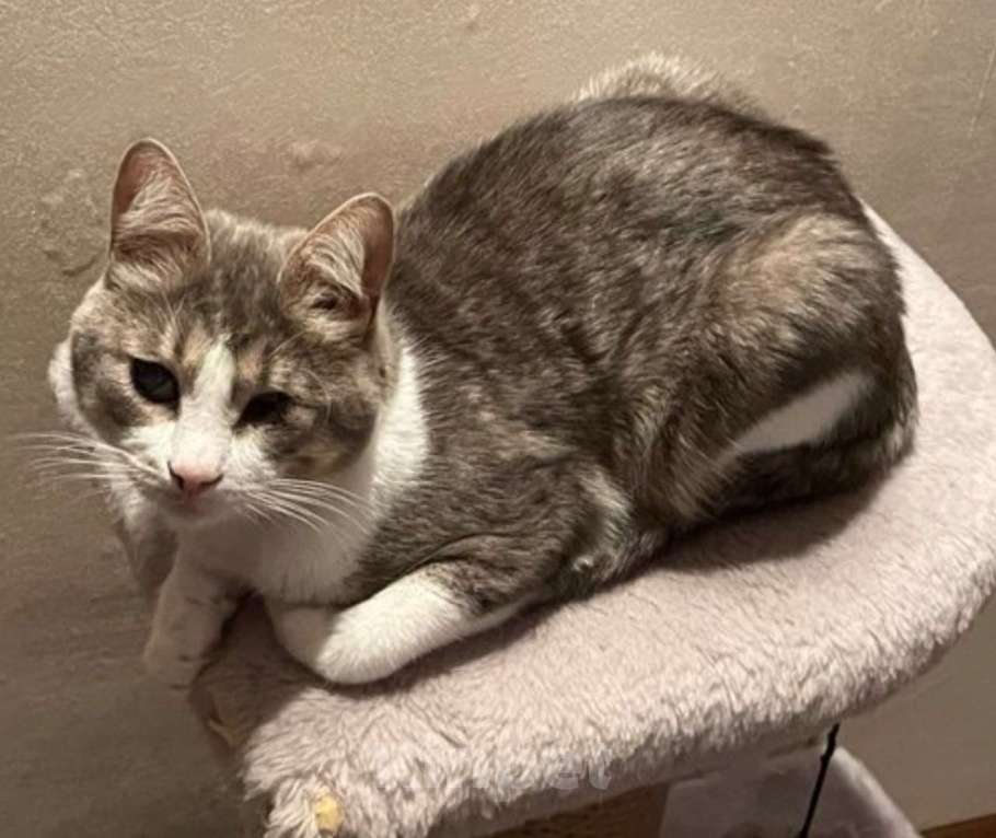 Кошки в других городах Московской области: Пропал Кот Мальчик, 5 000 руб. - фото 2