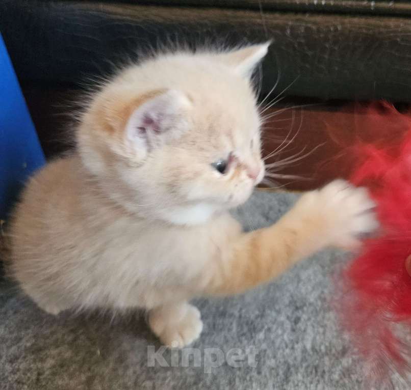 Кошки в Санкт-Петербурге: Муркотик2 Мальчик, 25 000 руб. - фото 2