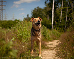 Собаки в Москве: Джой Мальчик, Бесплатно - фото 13