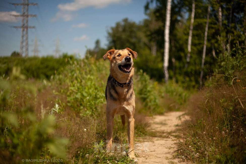 Собаки в Москве: Джой Мальчик, Бесплатно - фото 13
