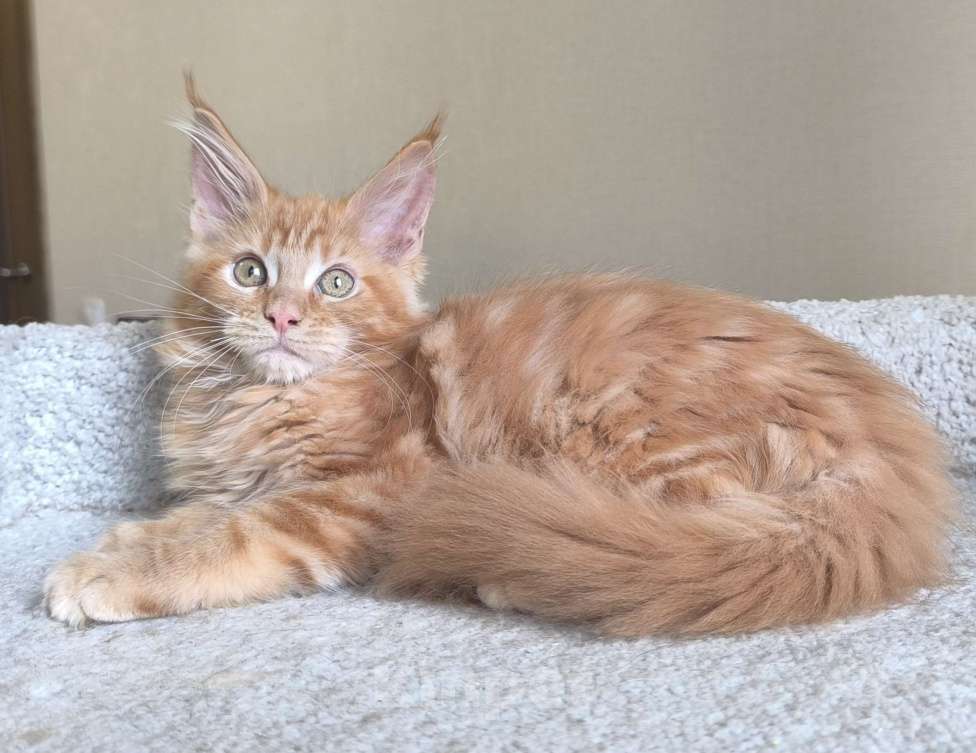 Кошки в Санкт-Петербурге: Зефир Мальчик, 50 000 руб. - фото 2