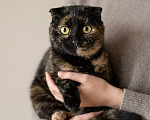 Кошки в Ижевске: кошка в добрые руки Девочка, Бесплатно - фото 1