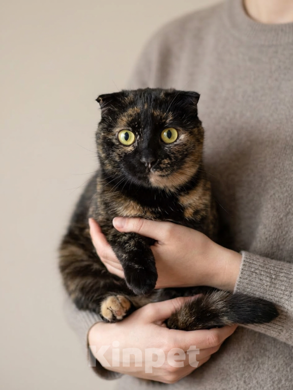 Кошки в Ижевске: кошка в добрые руки Девочка, Бесплатно - фото 1