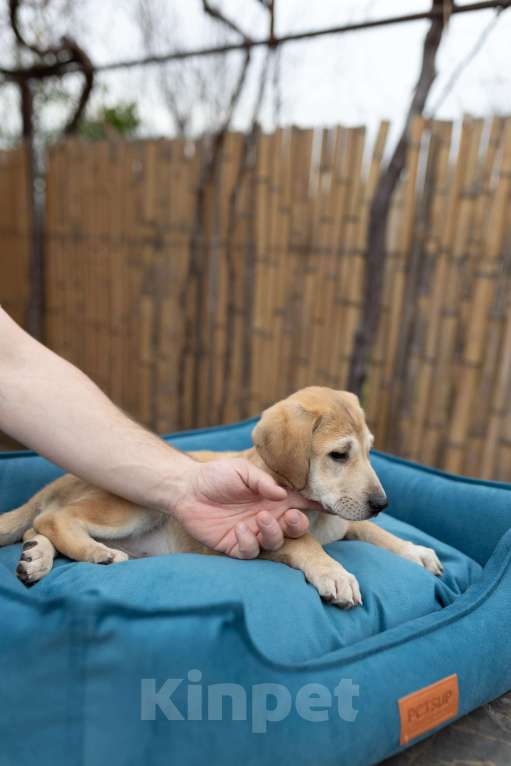 Собаки в Москве: Щенок анатолийской овчарки Этна в добрые руки Девочка, Бесплатно - фото 2