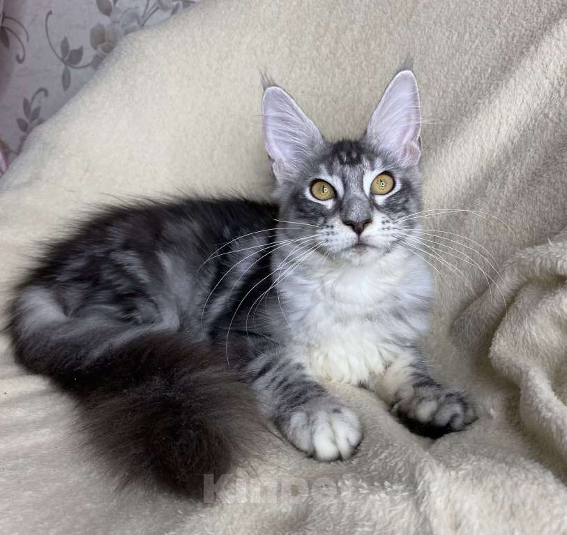 Кошки в Дмитрове: Черная серебристая мраморная девочка мейн кун Roberta Девочка, 30 000 руб. - фото 2
