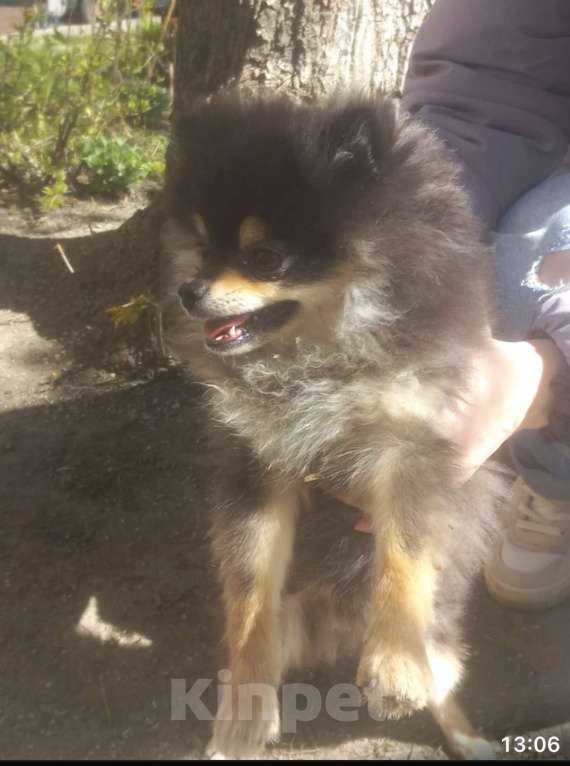 Собаки в Москве: Потерялась собака Шпиц 7 месяцев мальчик Мальчик, 15 000 руб. - фото 1