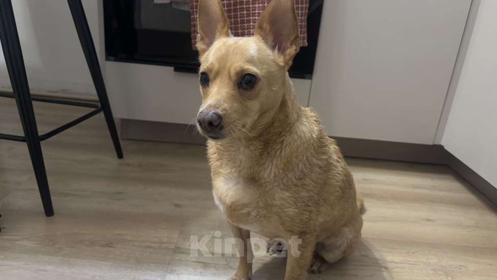 Собаки в Екатеринбурге: Нашла собаку, ищу хозяина Мальчик, Бесплатно - фото 3