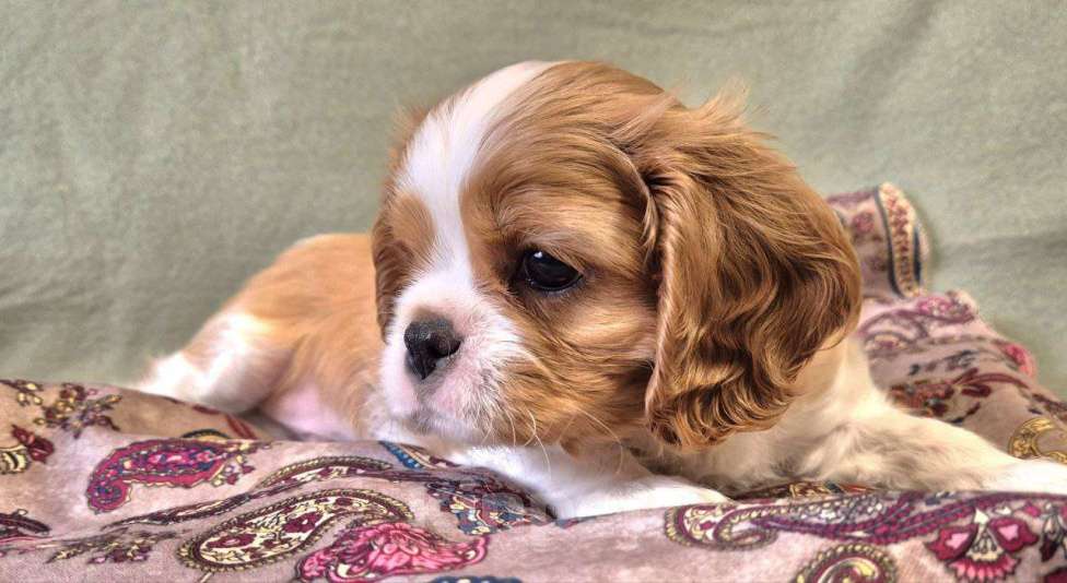 Собаки в Новосибирске: Ищем любящие семьи для щенят Мальчик, 50 000 руб. - фото 3